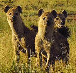 hyenas.jpg